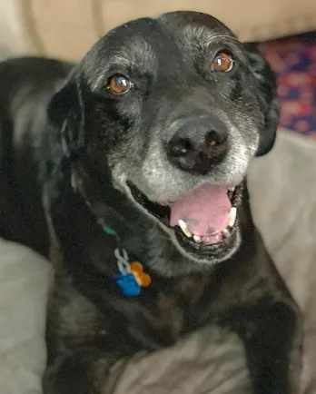 smiling black lab