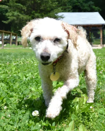 Poodle mix Empanada