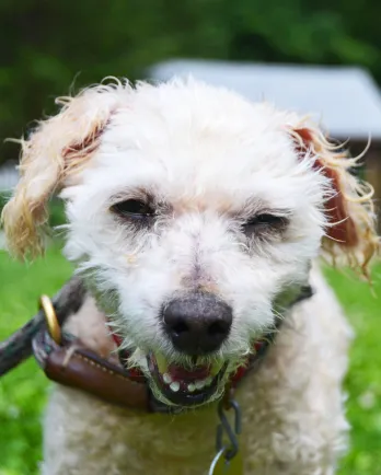 Poodle mix Empanada smiling