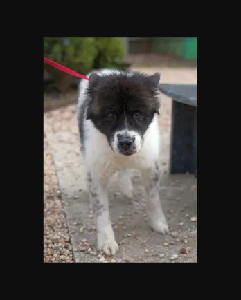 Black and white Akita mix Fabio