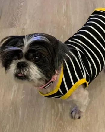 shih tzu
