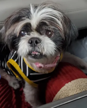 shih tzu