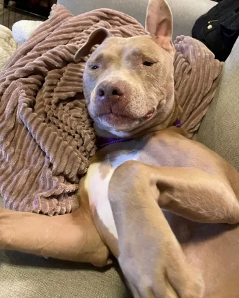 Fawn laying on couch