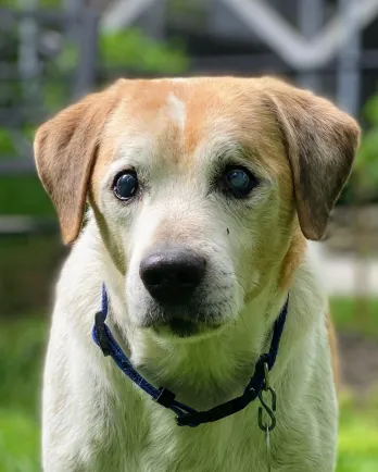 brown and white beagle
