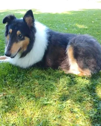 Fievel the Collie
