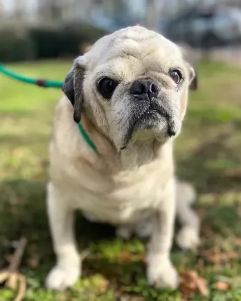 senior pug