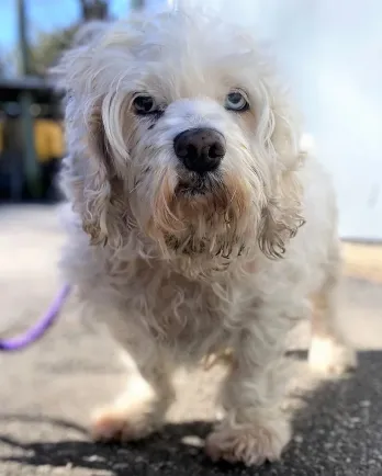 white poodle mix