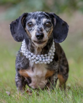 speckled dachshund with pearl necklace