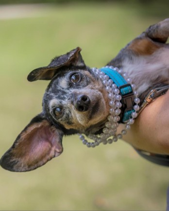Dachshund with pearl necklace