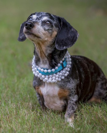 Dachshund with pearl necklace