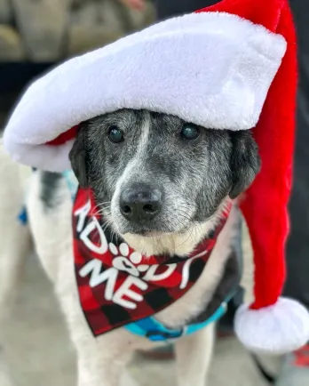 Gibson in Santa hat