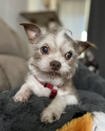 small white scruffy dog on chair