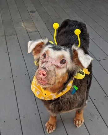 border collie mix