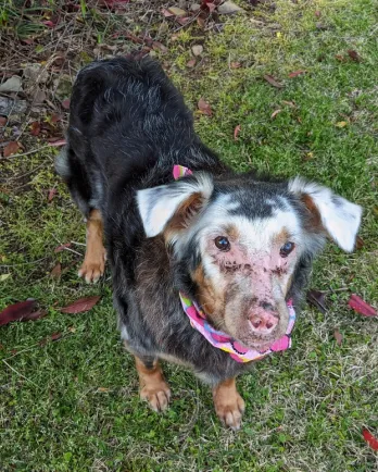 border collie mix