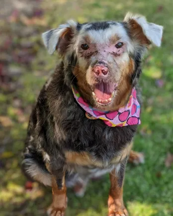border collie mix