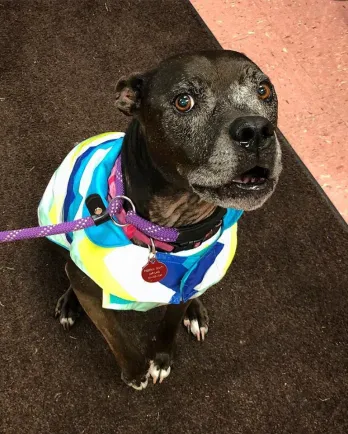 Close up of black pit bull mix