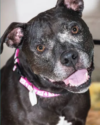 Close up of black pit bull mix