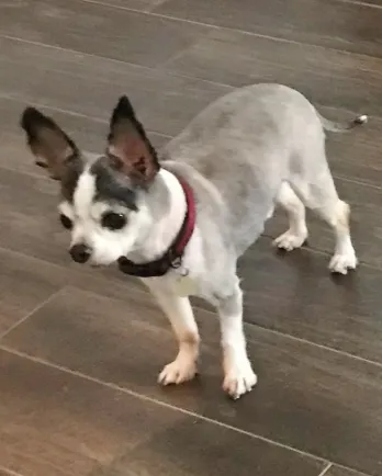 groomed pomeranian