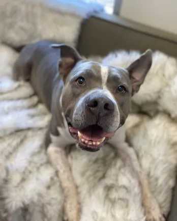 Hagrid the grey and white pit bull