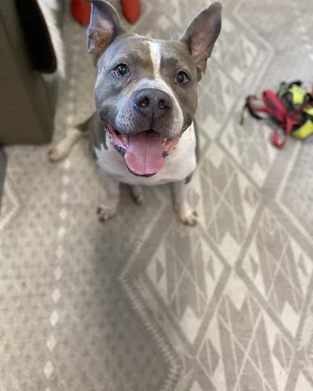 Hagrid the grey and white pit bull