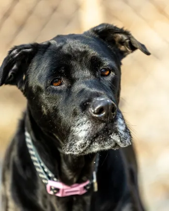 Black lab mix with grey muzzle