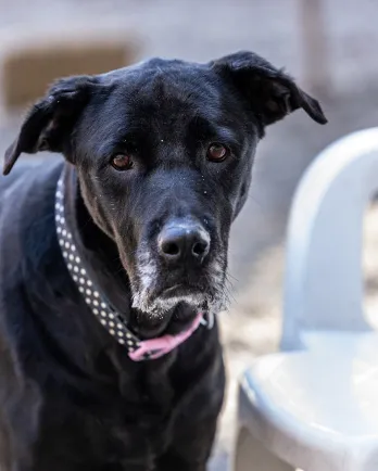 Close up of black lab mix Halle