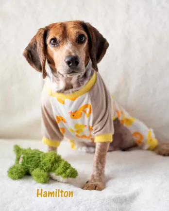 beagle in pajamas