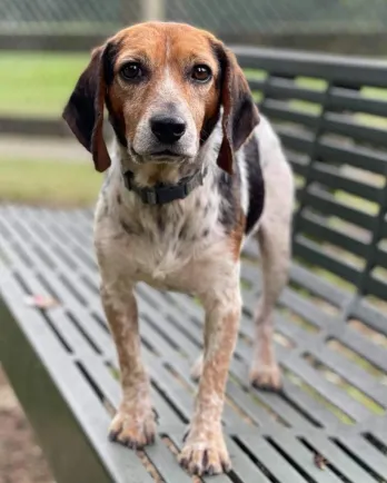 beagle