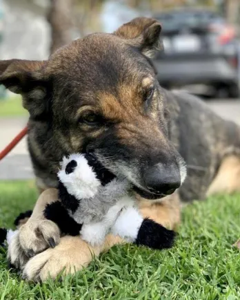 Hannah and toy