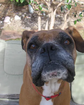 Flashy fawn boxer Helen