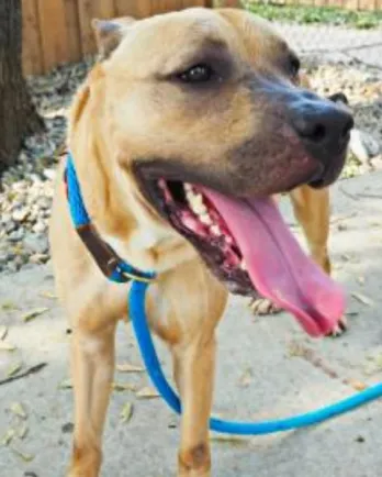 mixed breed beige dog