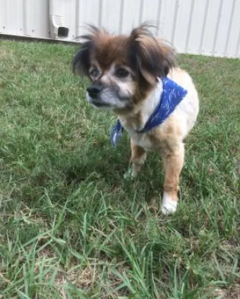 Small dog Henry