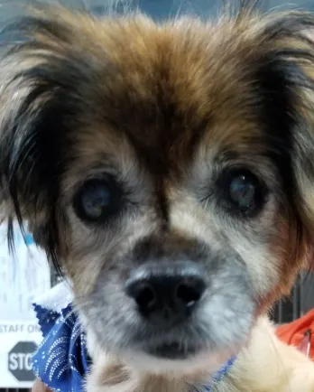 Small dog Henry