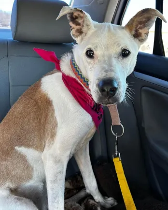 white dog
