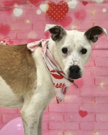 Valentines white dog