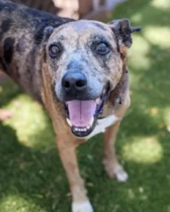 spotted dog smiling