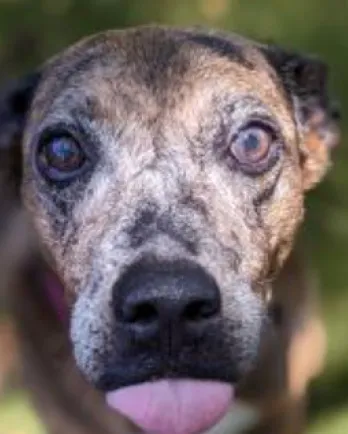 spotted dog with tongue out