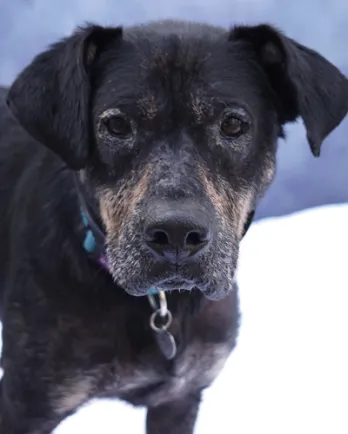 brown and black hound mix