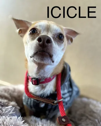 Icicle the Chihuahua