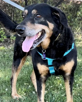 shepherd dog