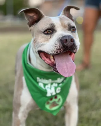 pit bull with green bandana
