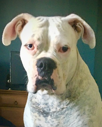 white boxer with one blue eye