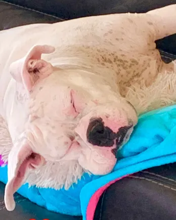 white boxer laying down