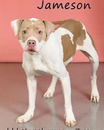 pit bull with a pink background