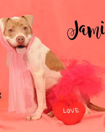pit bull in pink dress