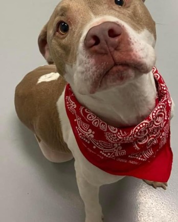 pit bull with red bandana