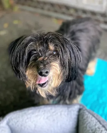 scruffy brown dog