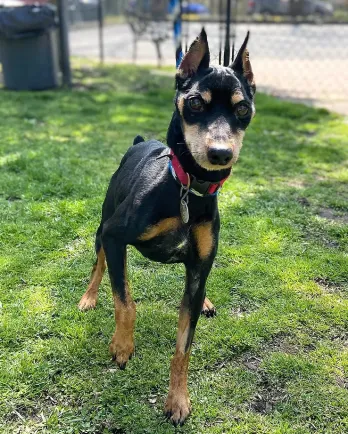 black and brown male miniature pinscher