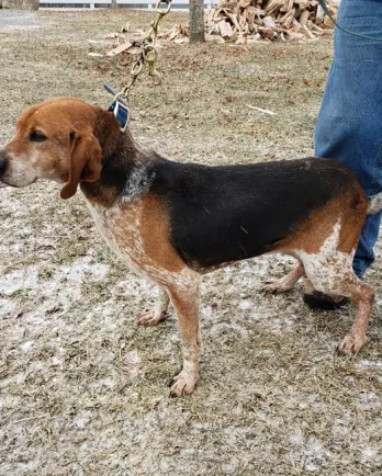 Redtick Coonhound mix Jett