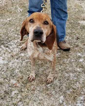 Redtick Coonhound mix Jett